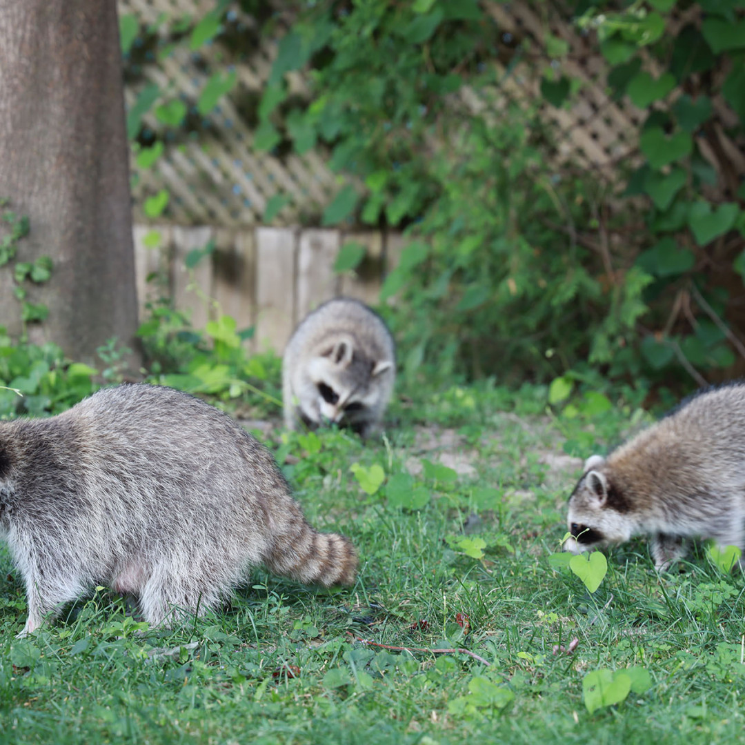 Why Animal and Wildlife Removal is Best Left to the Pros